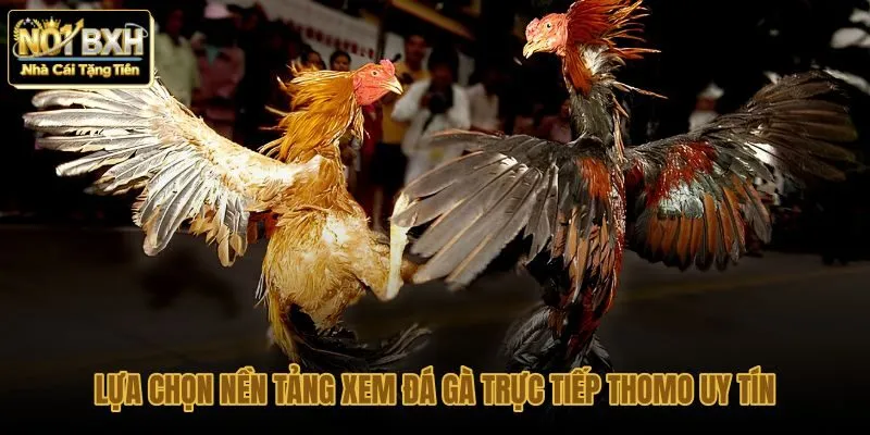 lua-chon-nen-tang-xem-da-ga-truc-tiep-thomo-uy-tin